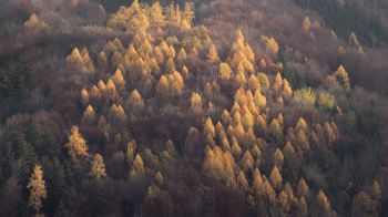 autumn forest, nature Wallpaper 1600x900