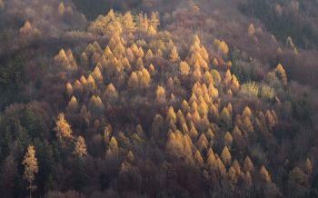 autumn forest, nature Wallpaper 1920x1200