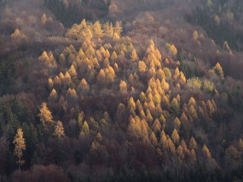 autumn forest, nature Wallpaper 1024x768
