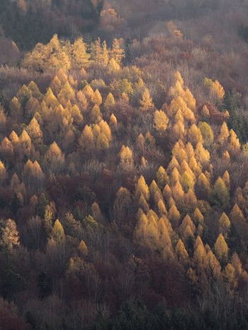 autumn forest, nature Wallpaper 2048x2732