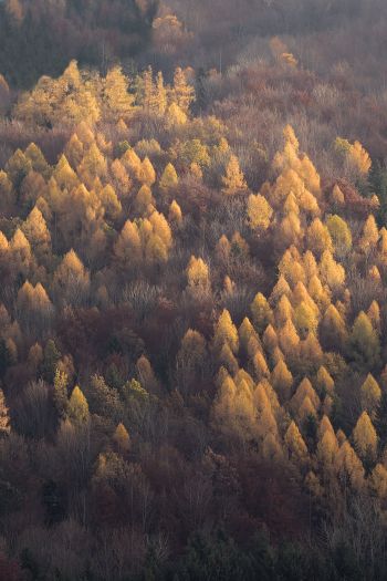 autumn forest, nature Wallpaper 640x960