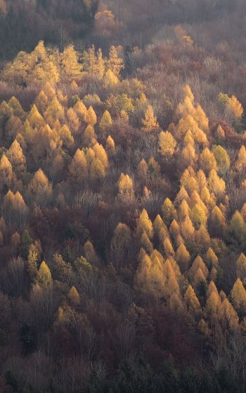 autumn forest, nature Wallpaper 1600x2560