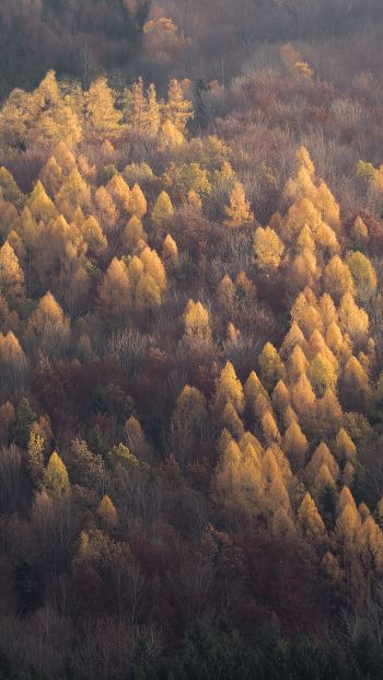 Обои 640x1136 осенний лес, природа