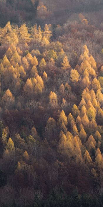 autumn forest, nature Wallpaper 720x1440