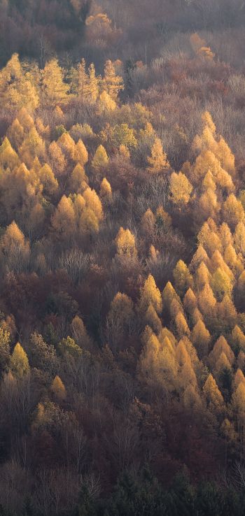 autumn forest, nature Wallpaper 1080x2280