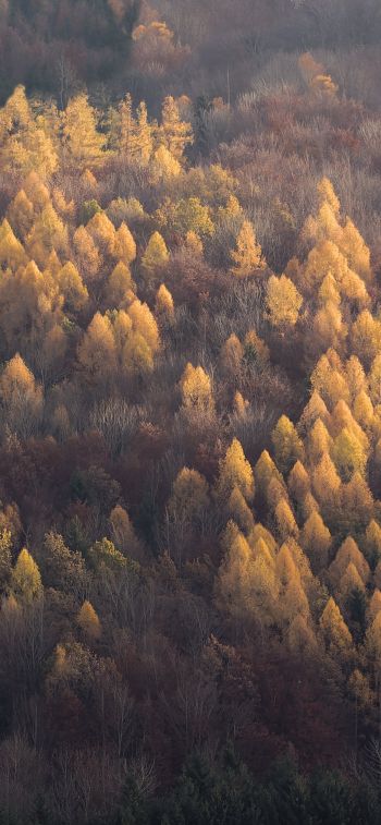 autumn forest, nature Wallpaper 828x1792