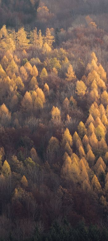 autumn forest, nature Wallpaper 1080x2400