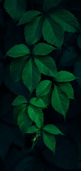 Обои 1080x2280 листья, фон, зеленые обои