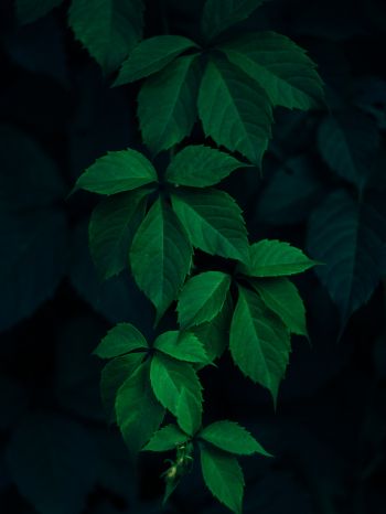 leaves, background, green wallpaper Wallpaper 2048x2732
