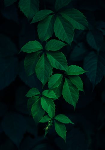 leaves, background, green wallpaper Wallpaper 1668x2388