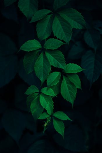 Обои 640x960 листья, фон, зеленые обои