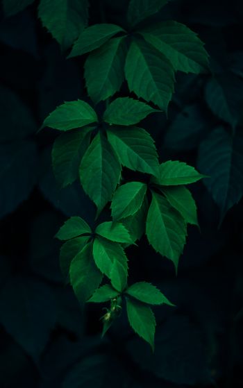leaves, background, green wallpaper Wallpaper 1752x2800