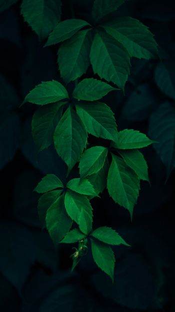 Обои 640x1136 листья, фон, зеленые обои