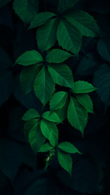 Обои 1080x1920 листья, фон, зеленые обои