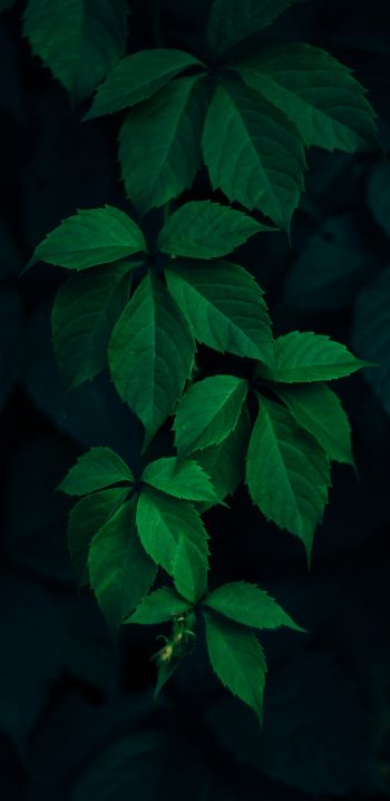 Обои 1080x2220 листья, фон, зеленые обои