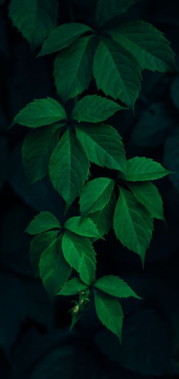 Обои 1440x3040 листья, фон, зеленые обои