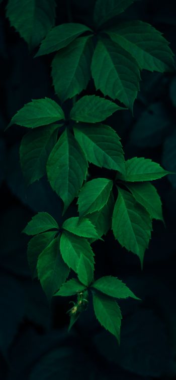 Обои 1125x2436 листья, фон, зеленые обои