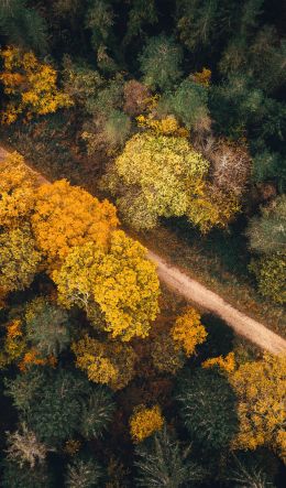 autumn forest, road Wallpaper 600x1024