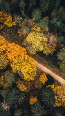 autumn forest, road Wallpaper 640x1136