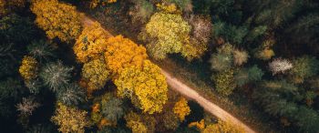 autumn forest, road Wallpaper 3440x1440