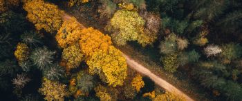 autumn forest, road Wallpaper 2560x1080