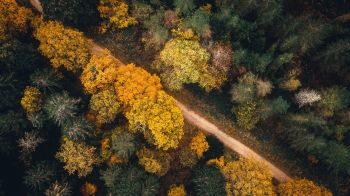 autumn forest, road Wallpaper 1600x900