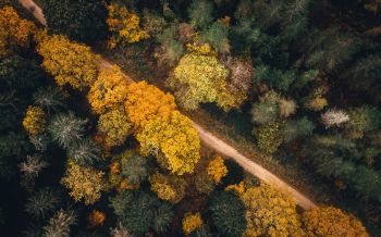 autumn forest, road Wallpaper 1920x1200