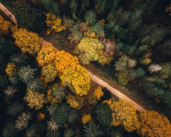autumn forest, road Wallpaper 1280x1024