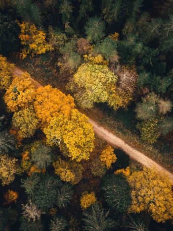 autumn forest, road Wallpaper 1620x2160