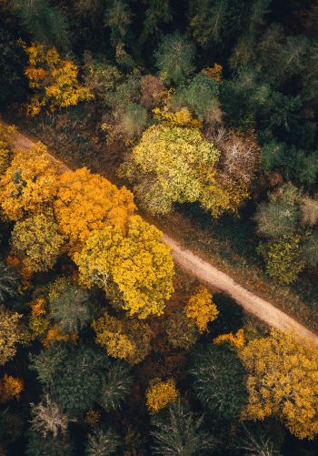 autumn forest, road Wallpaper 1668x2388