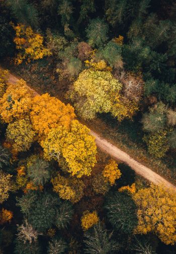 autumn forest, road Wallpaper 1640x2360