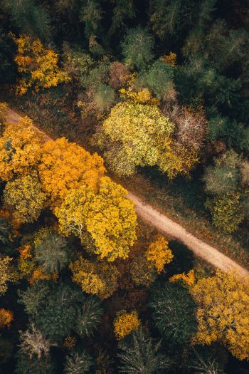 autumn forest, road Wallpaper 640x960