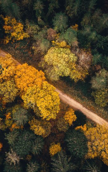 autumn forest, road Wallpaper 800x1280