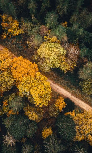 autumn forest, road Wallpaper 1200x2000
