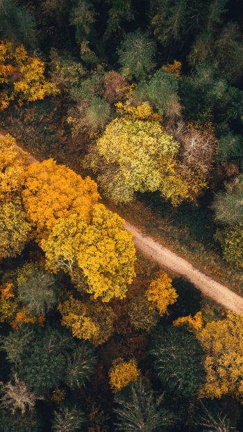 autumn forest, road Wallpaper 640x1136