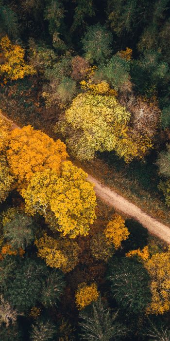 autumn forest, road Wallpaper 720x1440