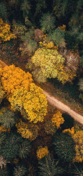 autumn forest, road Wallpaper 1080x2280