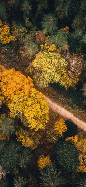 autumn forest, road Wallpaper 828x1792