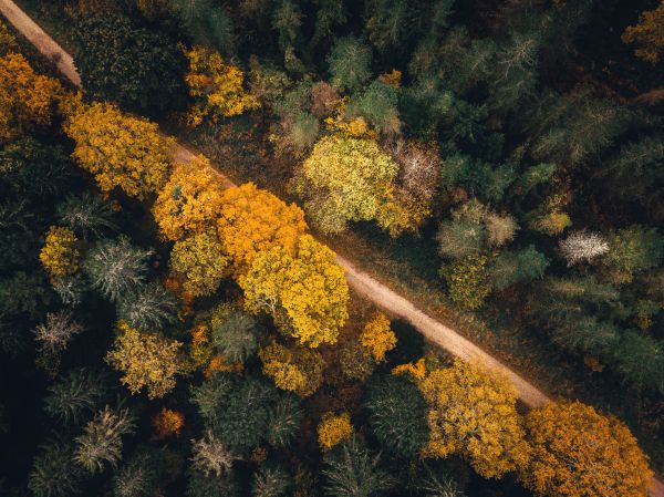 autumn forest, road Wallpaper 3512x2632