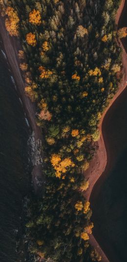 forest, island Wallpaper 1440x2960