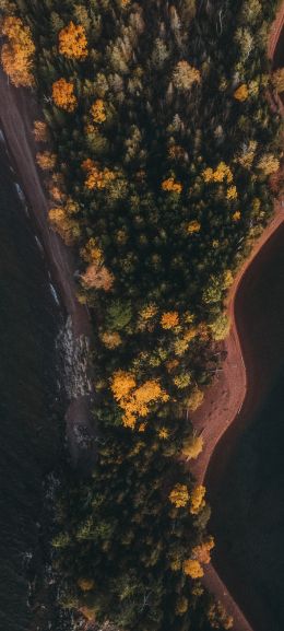 forest, island Wallpaper 1440x3200