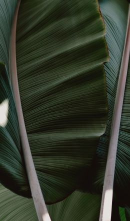 plant, green Wallpaper 600x1024