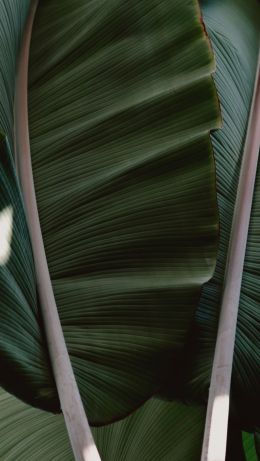 plant, green Wallpaper 640x1136