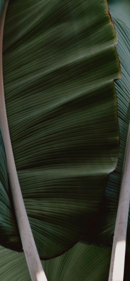 plant, green Wallpaper 1080x2340