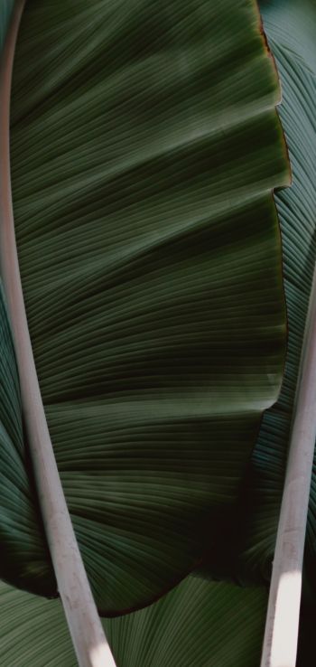 plant, green Wallpaper 720x1520