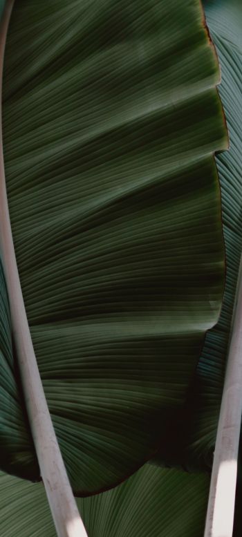 plant, green Wallpaper 720x1600
