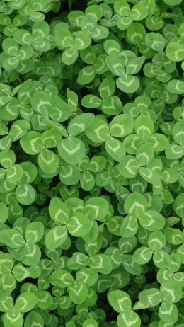 clover, plant, green wallpaper Wallpaper 1440x2560