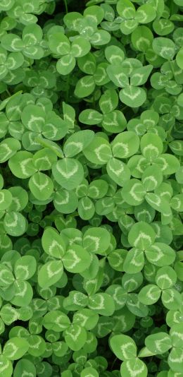 clover, plant, green wallpaper Wallpaper 1080x2220