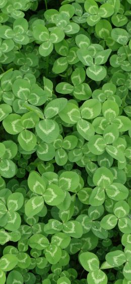 clover, plant, green wallpaper Wallpaper 1080x2340