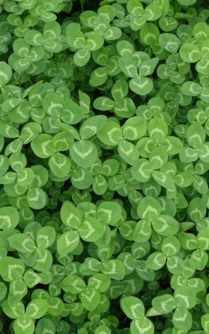 clover, plant, green wallpaper Wallpaper 1752x2800